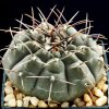 Gymnocalycium_riojense_1